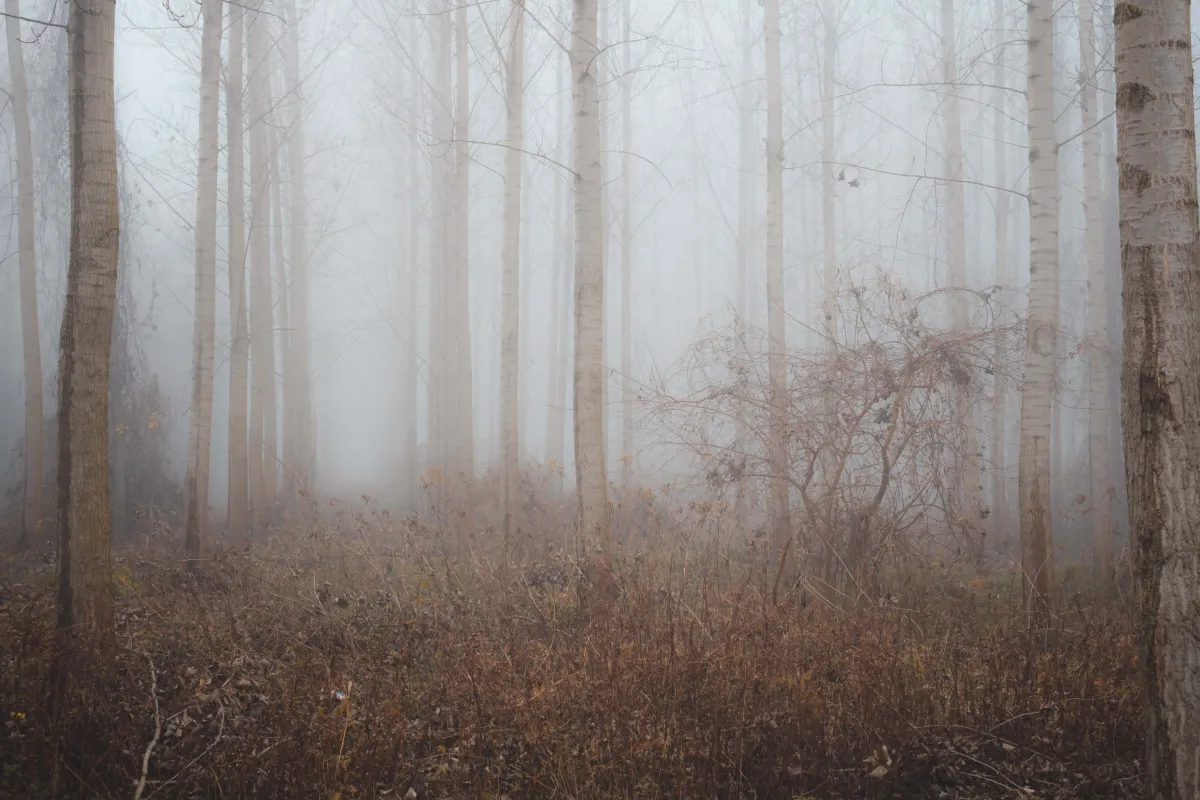 Crakilouf dans les bois